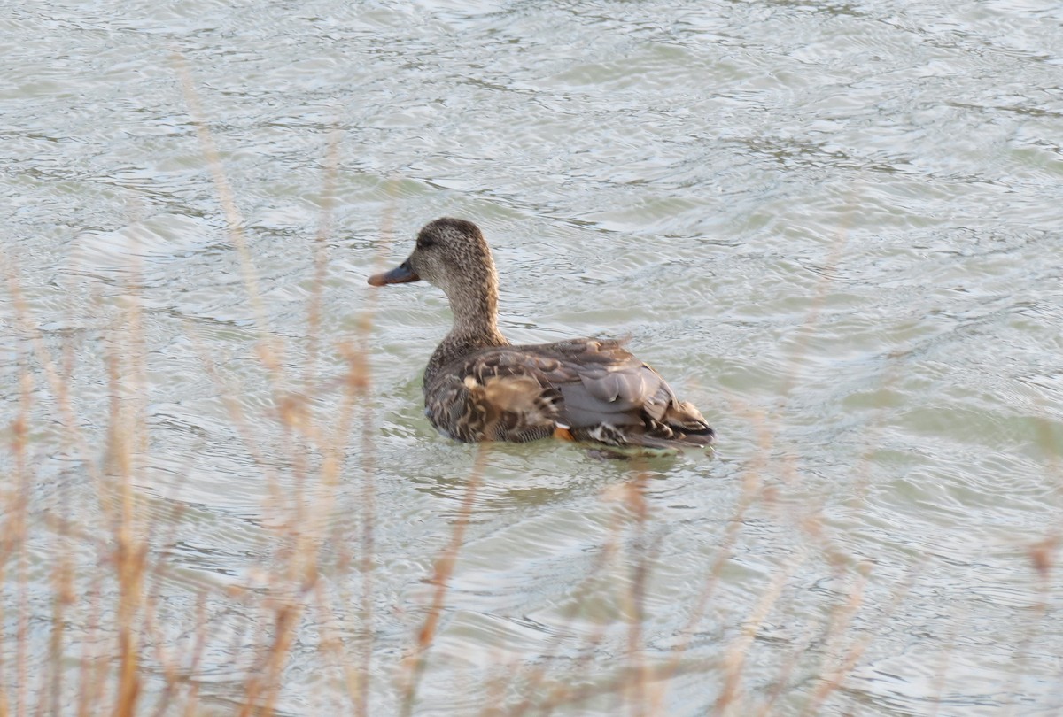 Canard chipeau - ML280625931