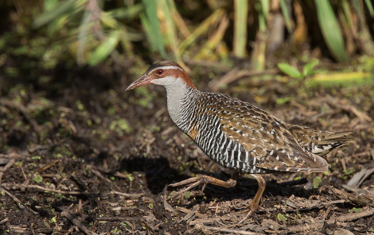 ML280628141 - Buff-banded Rail - Macaulay Library