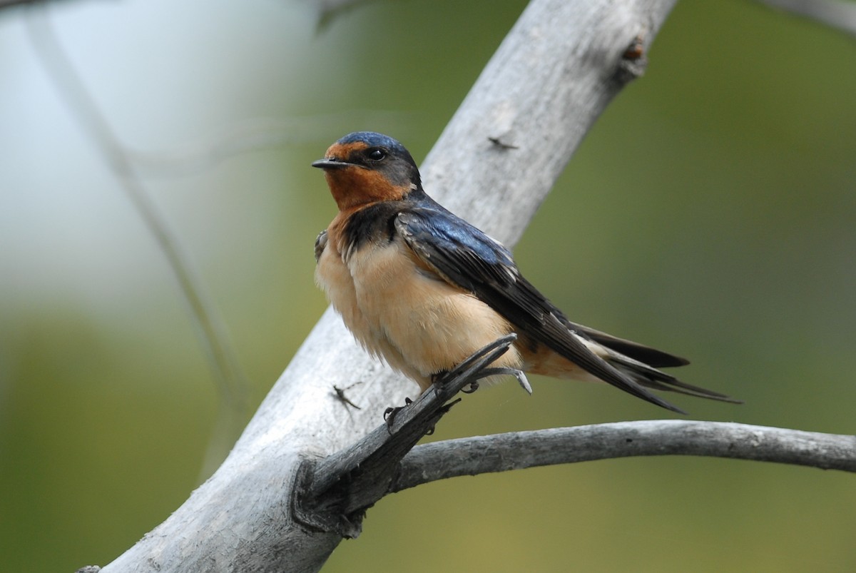 Barn Swallow - ML280628671