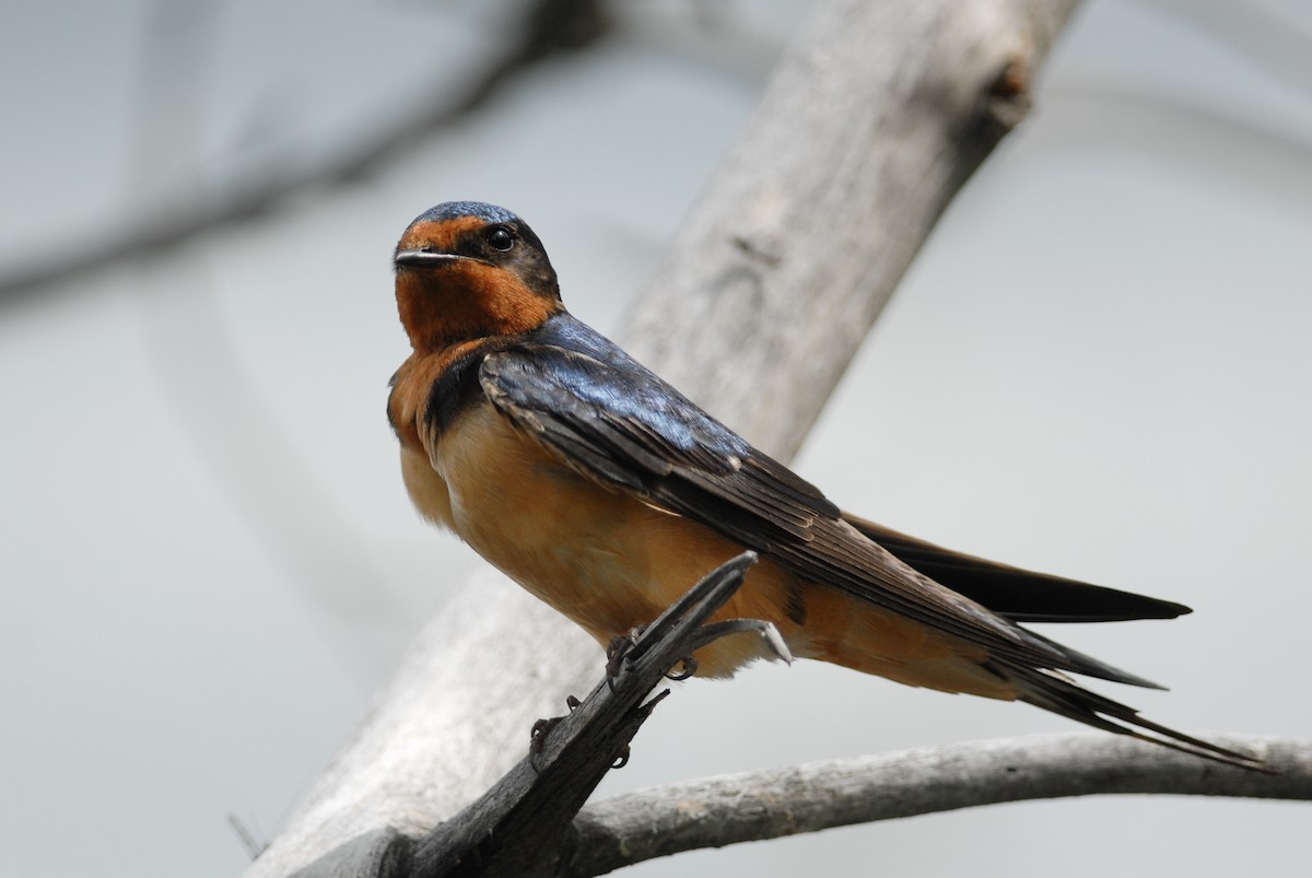 Barn Swallow - ML280628741
