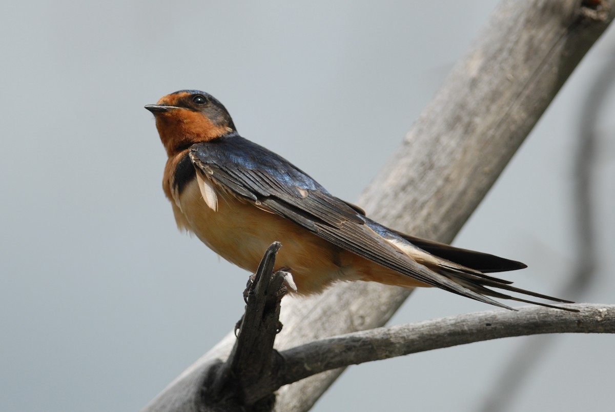Barn Swallow - ML280628761