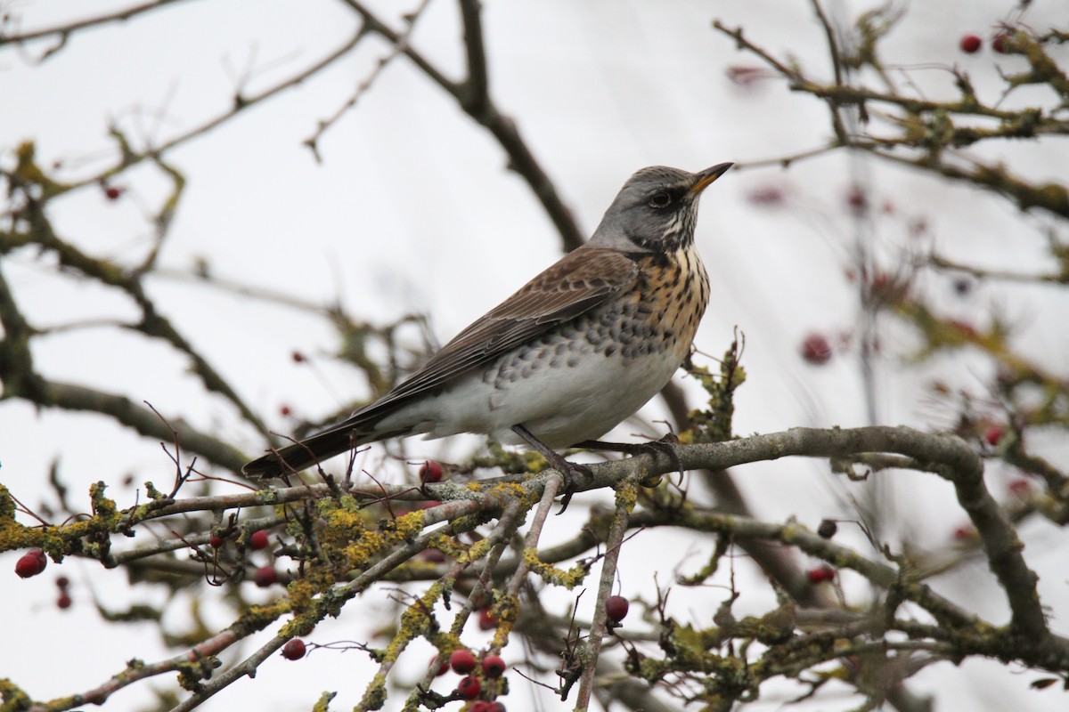 ノハラツグミ - ML280629821