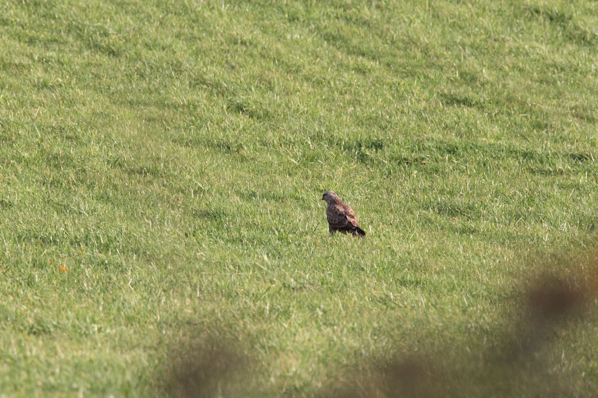 ヨーロッパノスリ - ML280629961