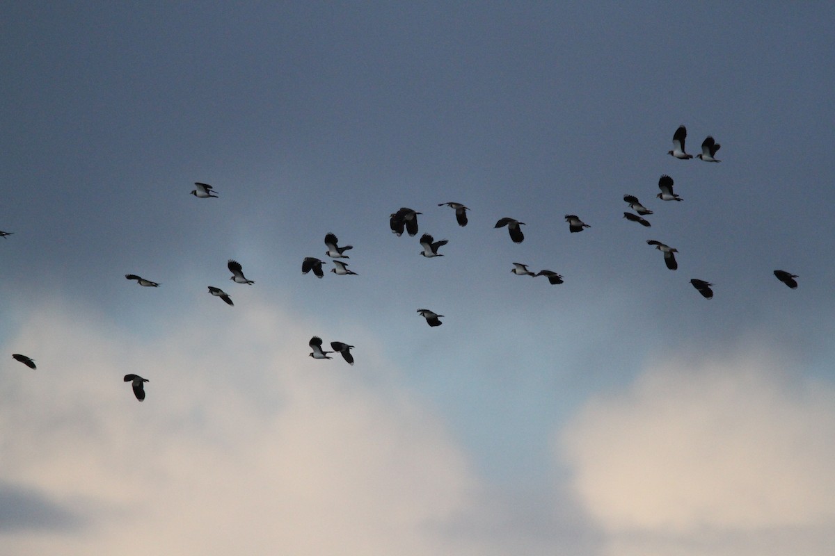 タゲリ - ML280630141