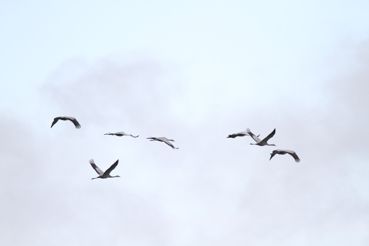 クロヅル - ML280630241