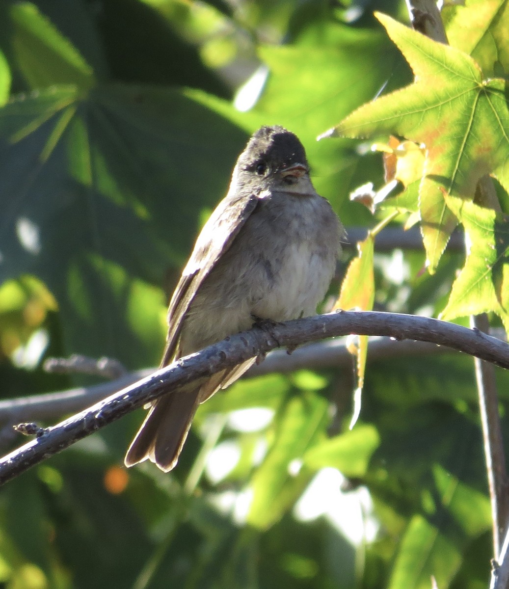 Western/Eastern Wood-Pewee - Thomas Wurster