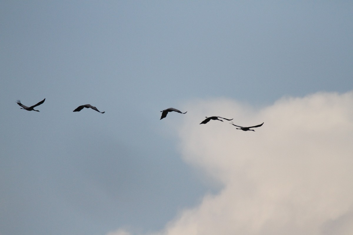 クロヅル - ML280630321