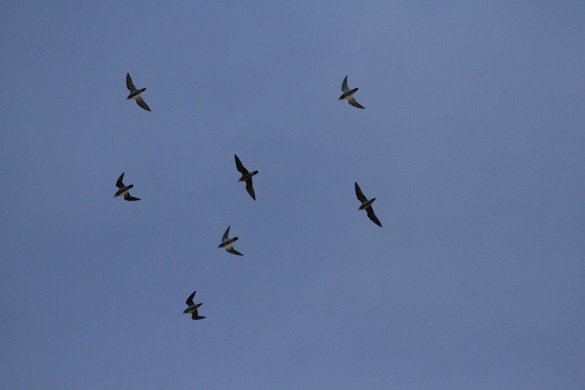 ヨーロッパムナグロ - ML280630641