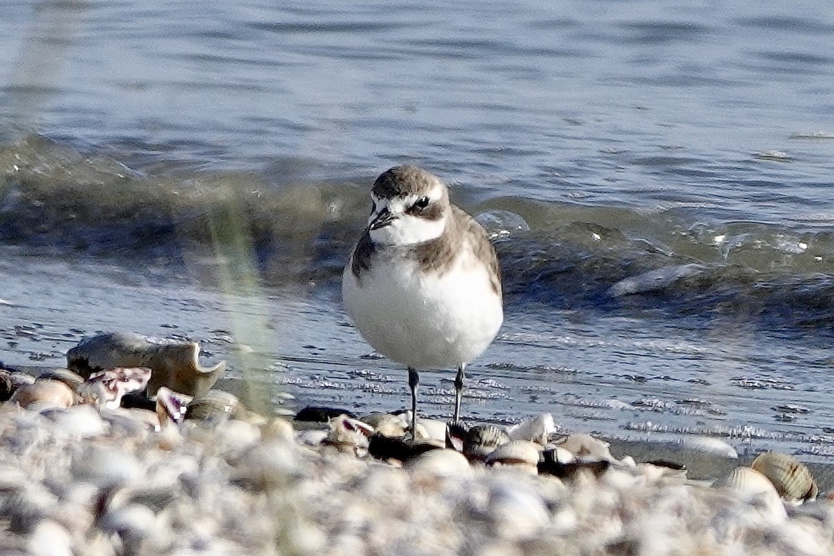 Siberian Sand-Plover - ML280630921