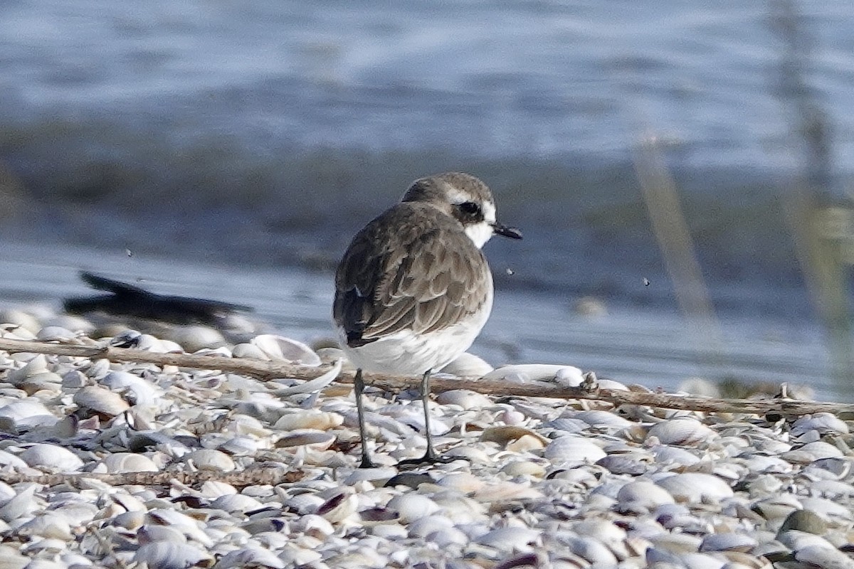 Siberian Sand-Plover - ML280630931