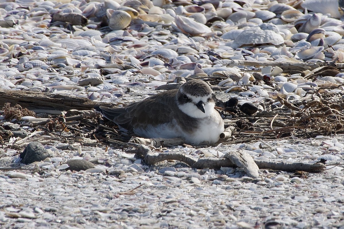 Siberian Sand-Plover - ML280630941