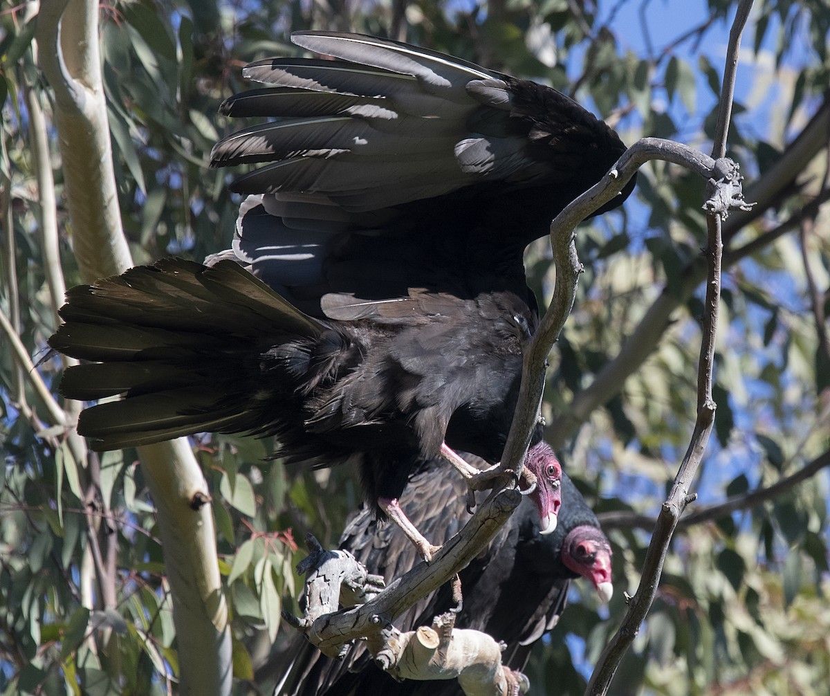 Turkey Vulture - ML280632021