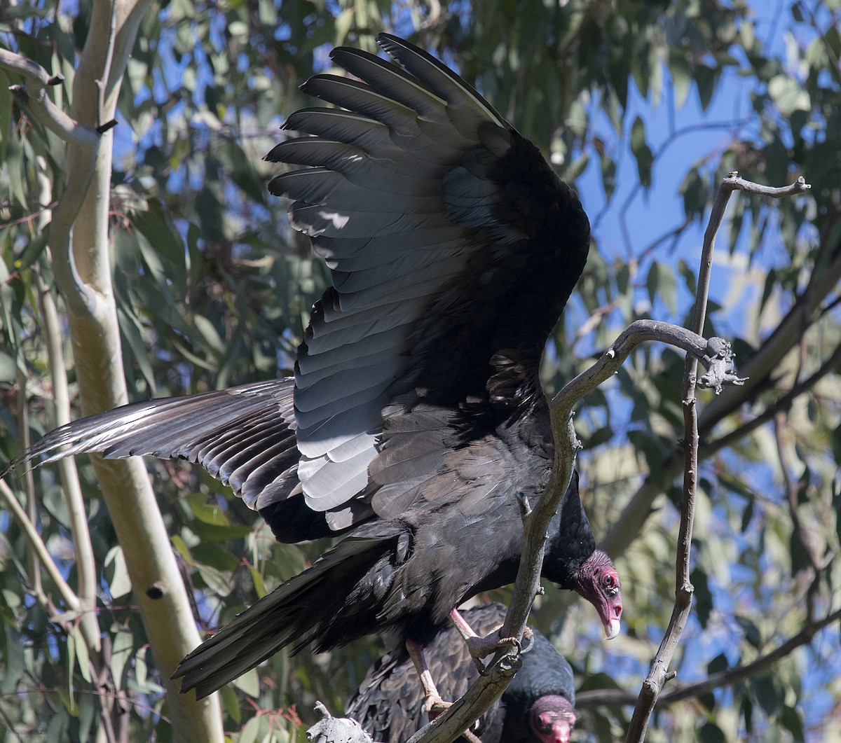 Turkey Vulture - ML280632041