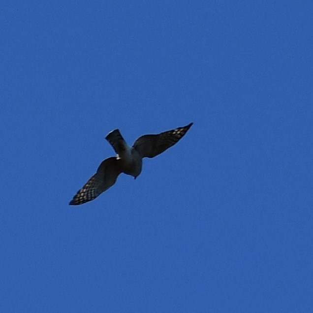 Sharp-shinned Hawk - ML280633531