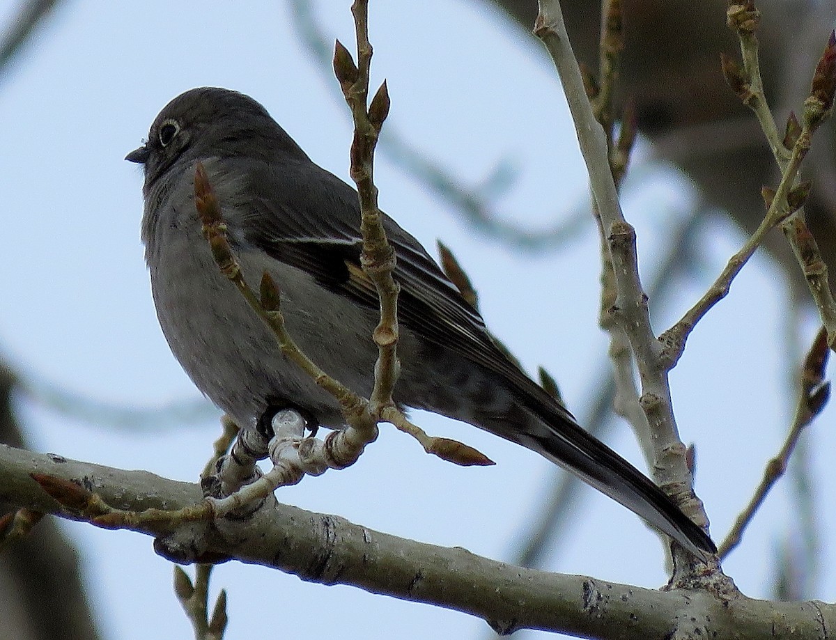 Townsend's Solitaire - ML280633581