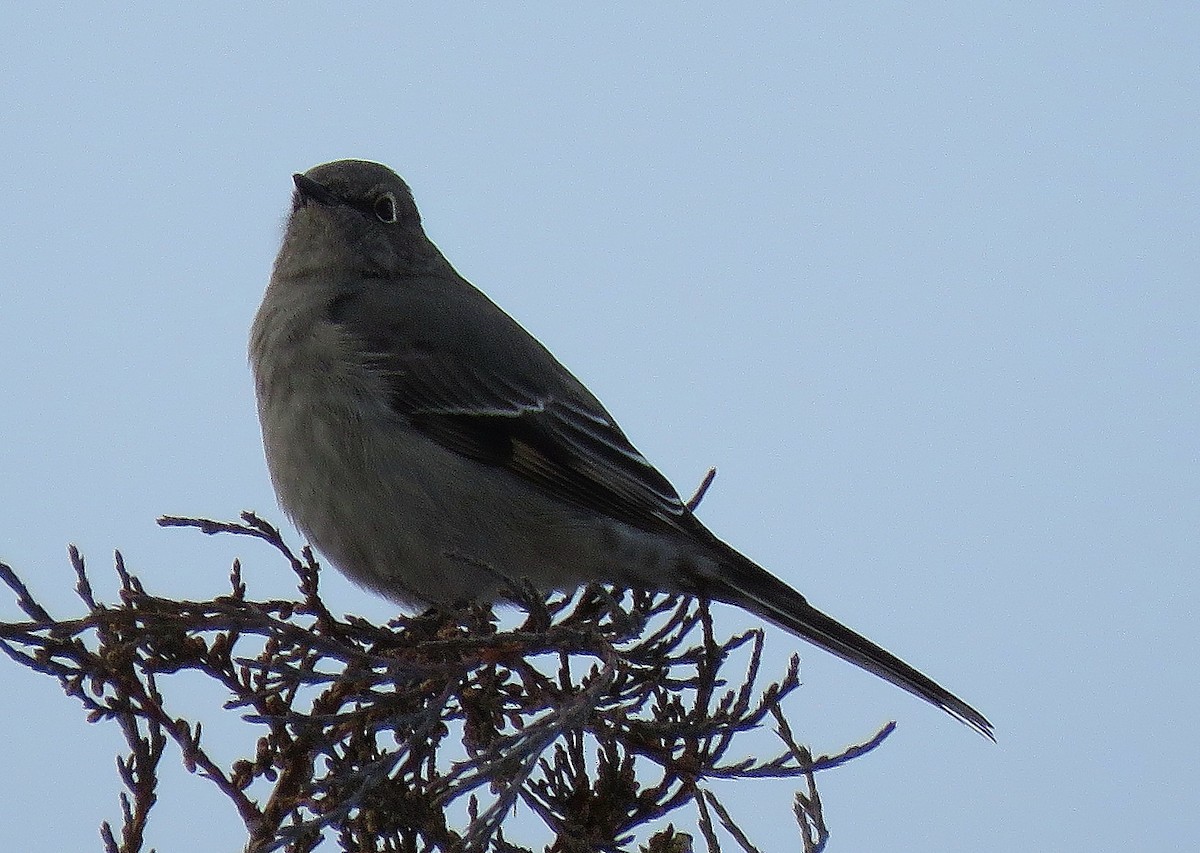 Townsend's Solitaire - ML280633831