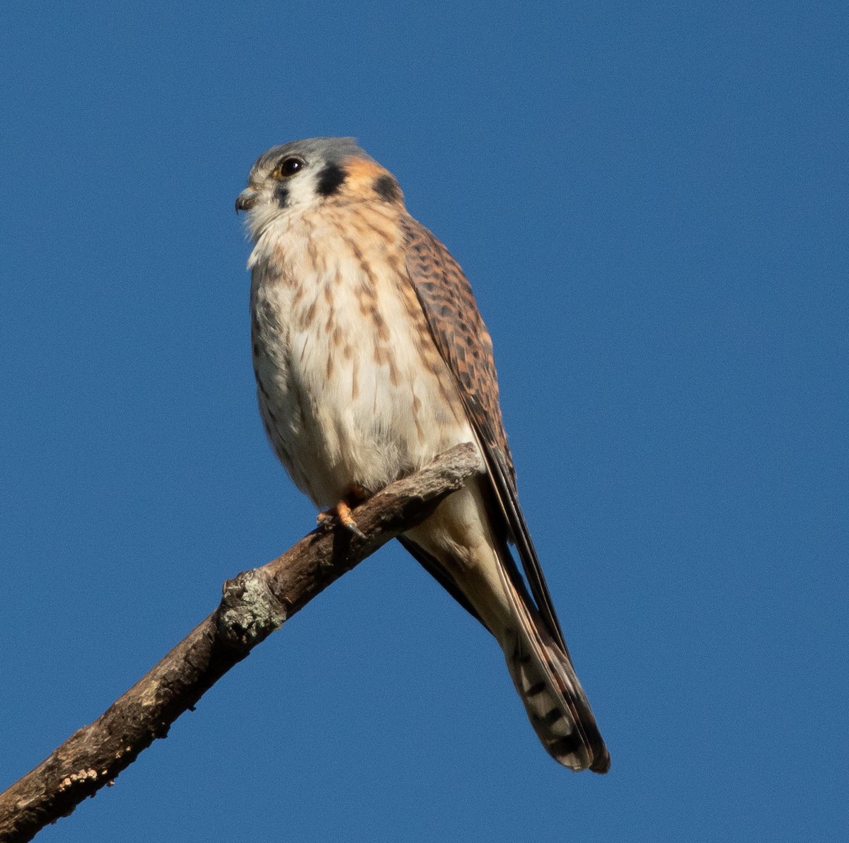 American Kestrel - ML280634811