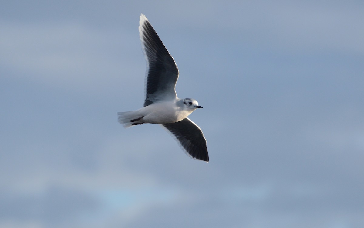 Little Gull - ML280636051