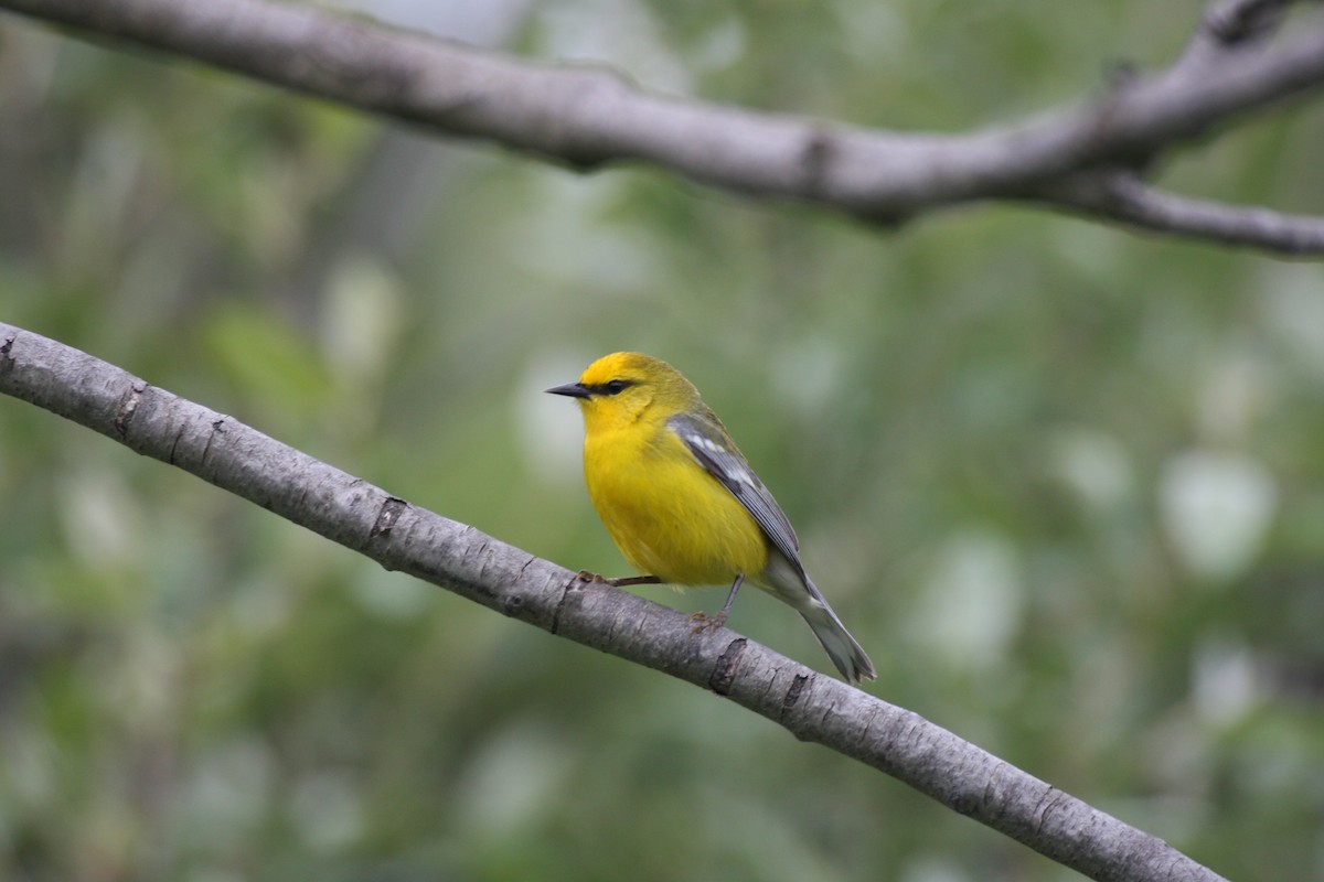 Blue-winged Warbler - ML280636641