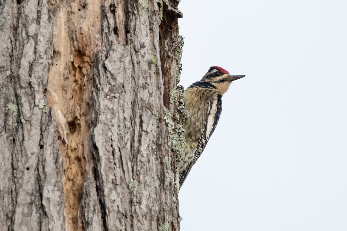 Yellow-bellied Sapsucker - ML280638461