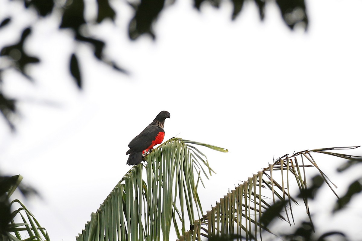 Pesquet's Parrot - ML280639021