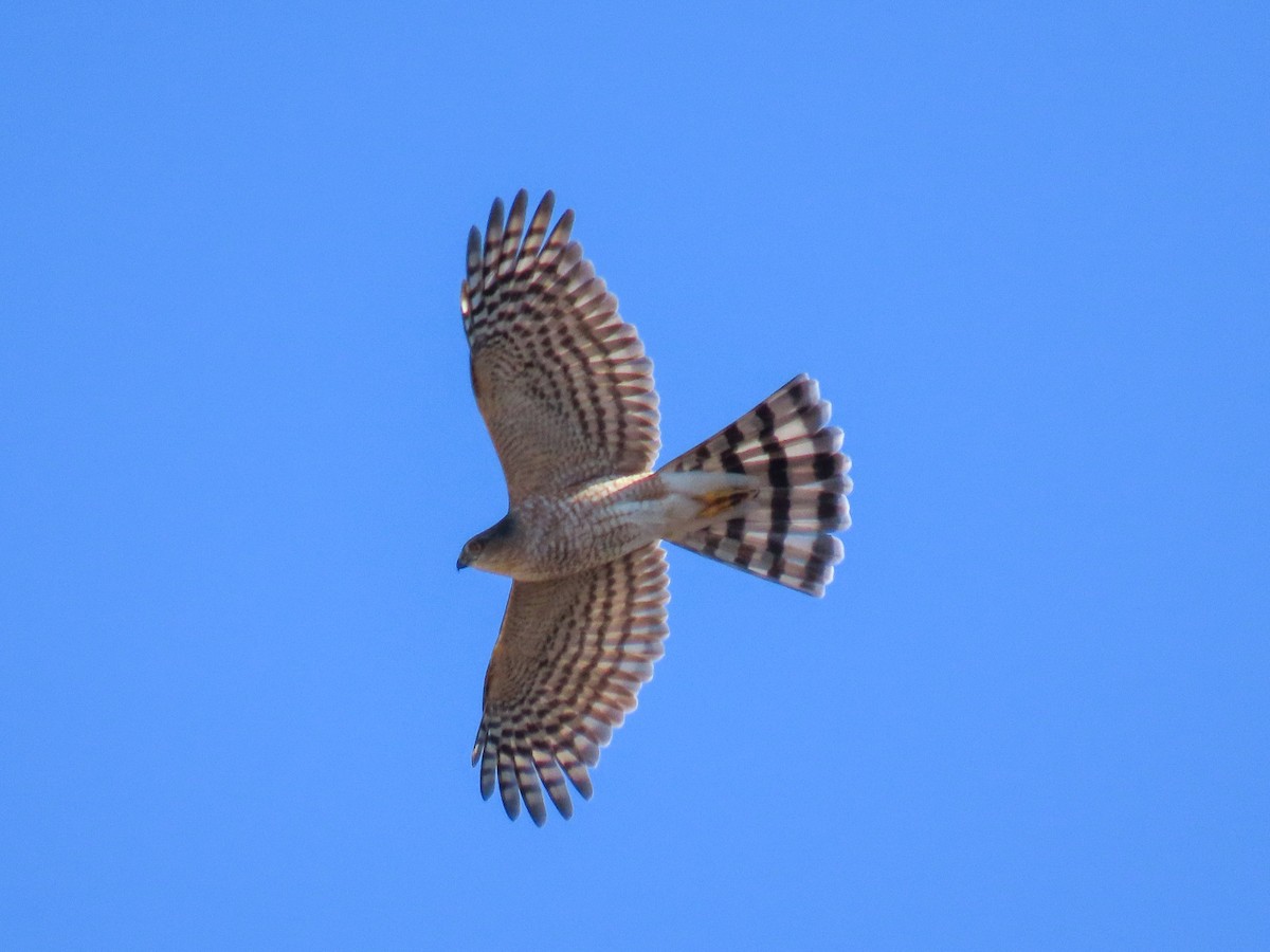 Sharp-shinned Hawk - Alina Martin