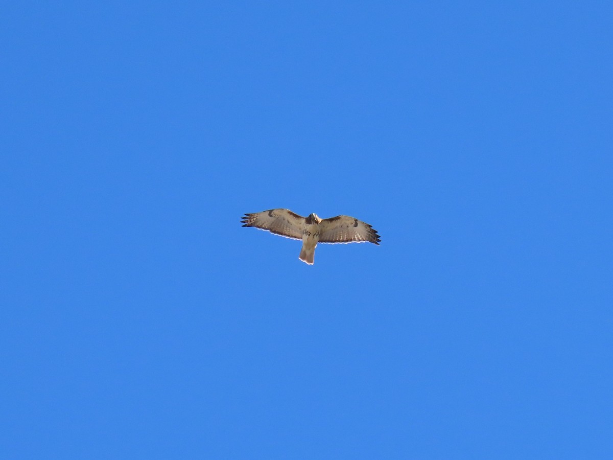 Red-tailed Hawk - Alina Martin