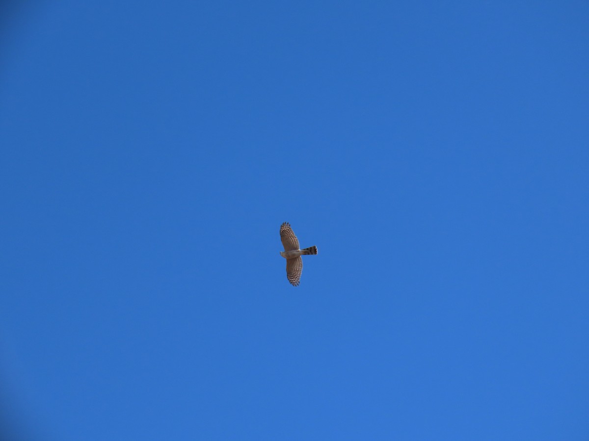 Sharp-shinned Hawk - ML280640751