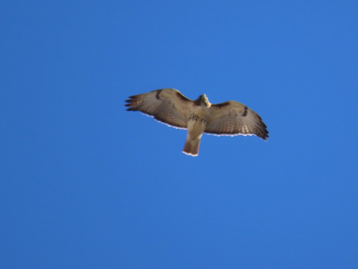 Red-tailed Hawk - Alina Martin