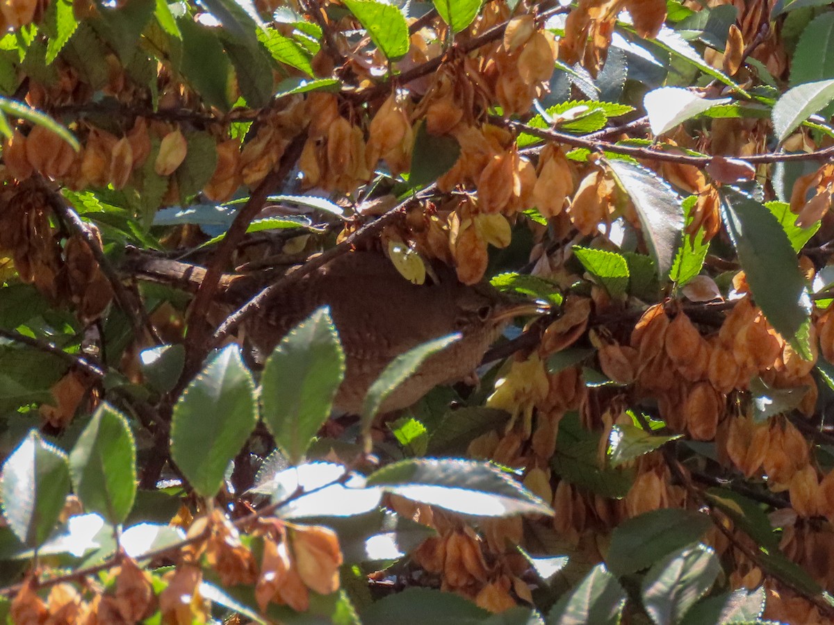 House Wren - Alina Martin