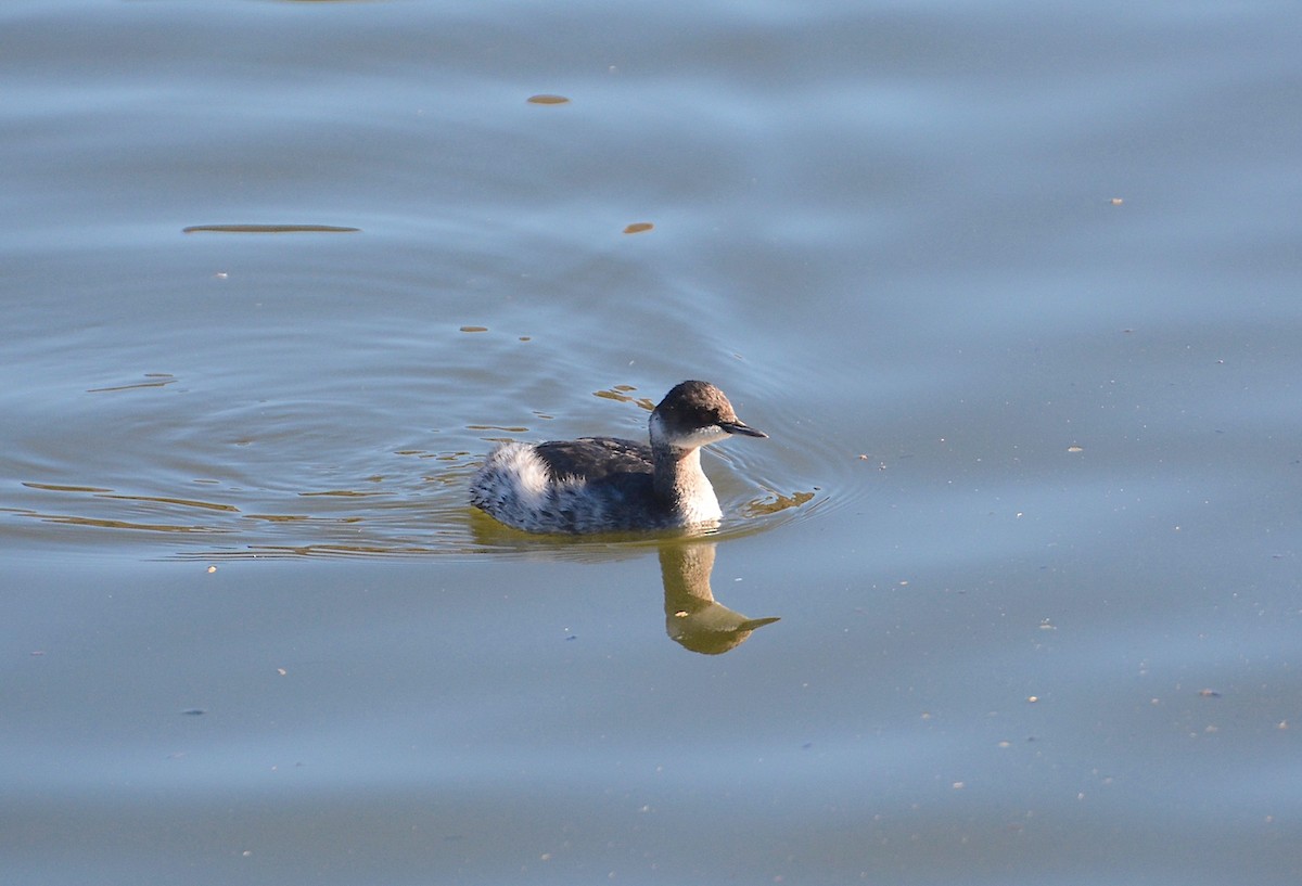 Eared Grebe - g.a. murayama