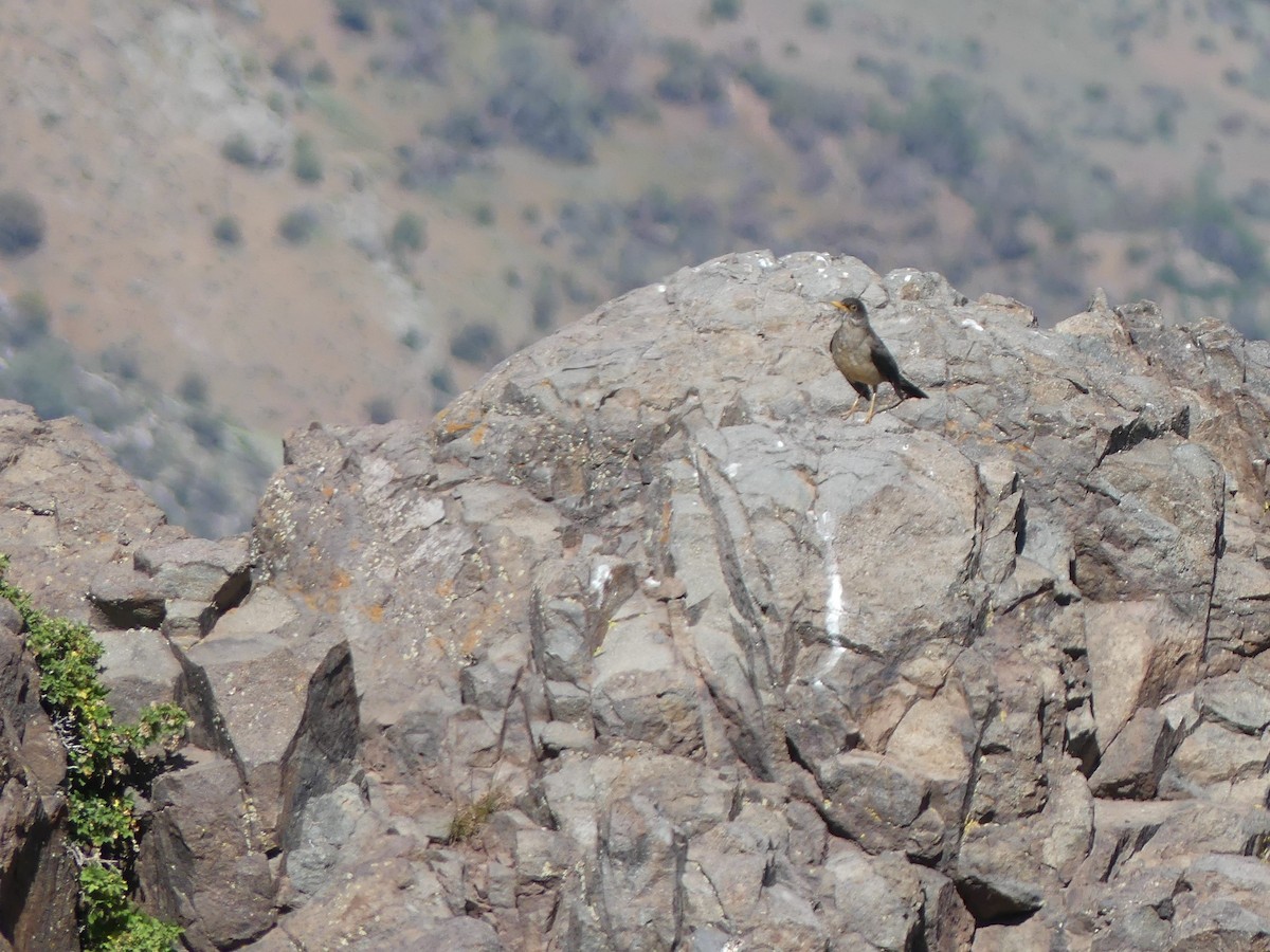 Austral Thrush - joaquin vial