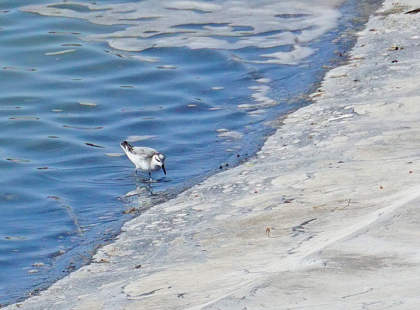 Red Phalarope - ML280642211