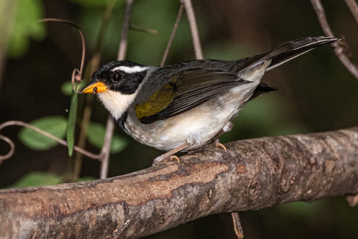 Half-collared Sparrow - Ralph Hatt