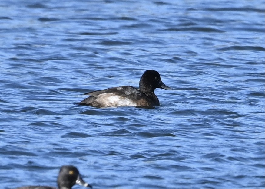 Greater Scaup - ML280643761