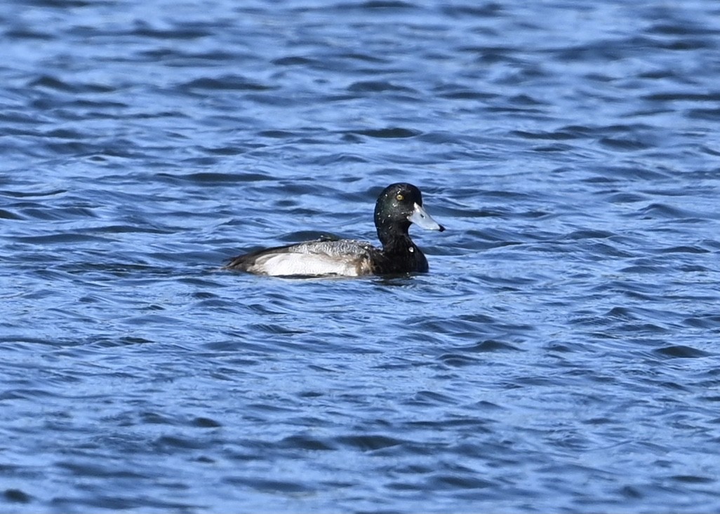 Greater Scaup - Joe Wujcik