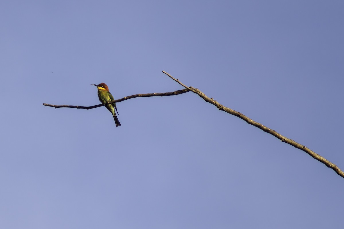 Chestnut-headed Bee-eater - ML280644471