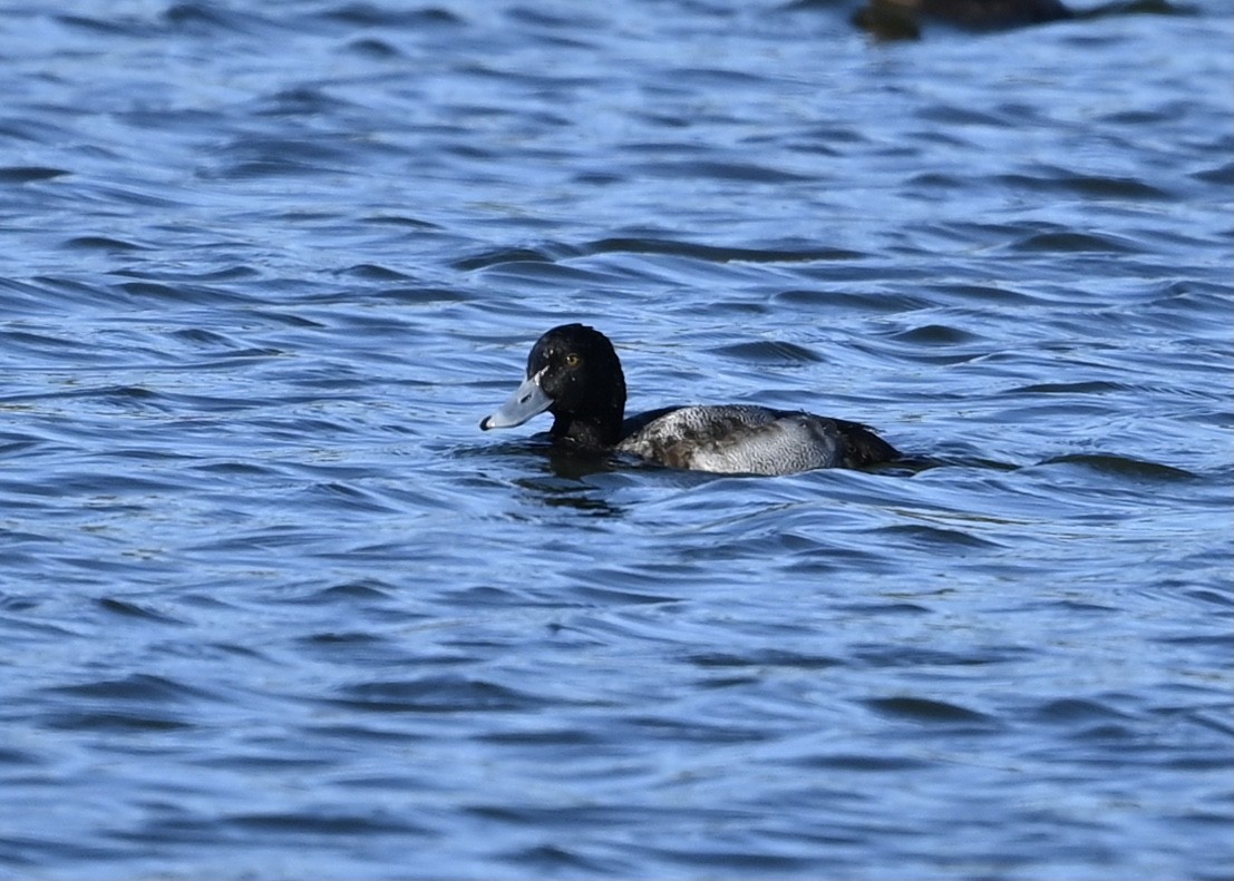 Greater Scaup - Joe Wujcik