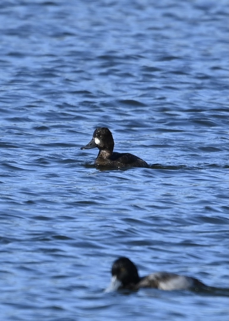 Greater Scaup - ML280644501