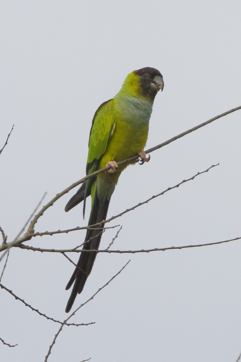 Nanday Parakeet - ML280645231