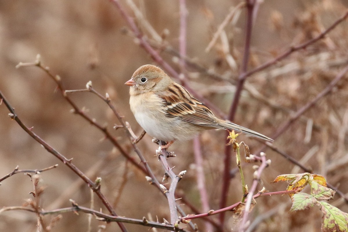 Field Sparrow - ML280645561