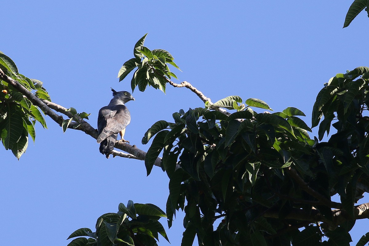 Pacific Baza - ML280646211