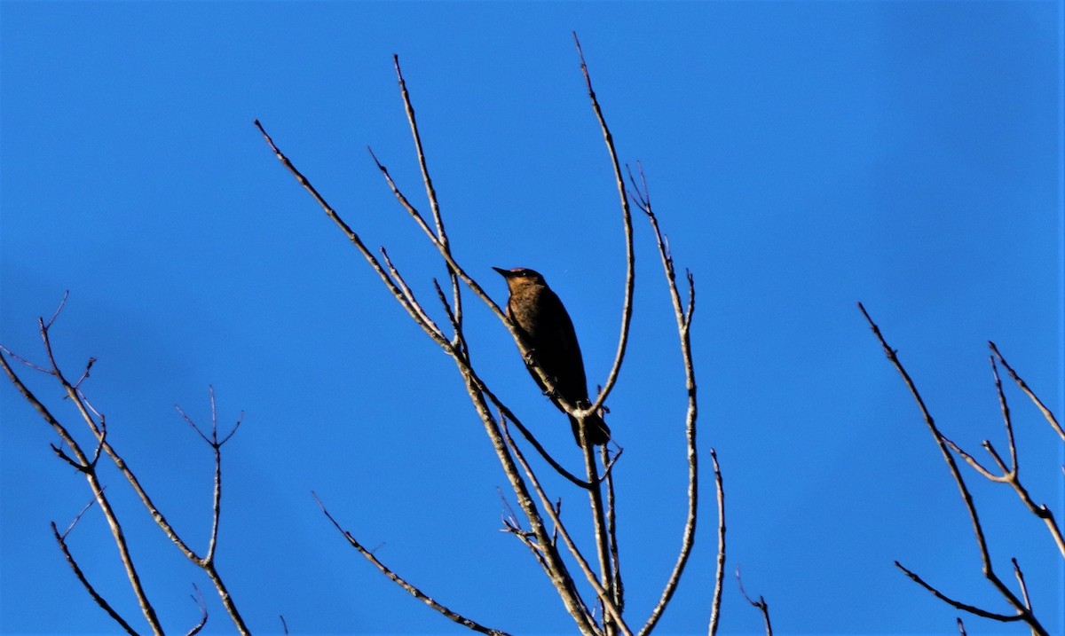 Rusty Blackbird - ML280646281