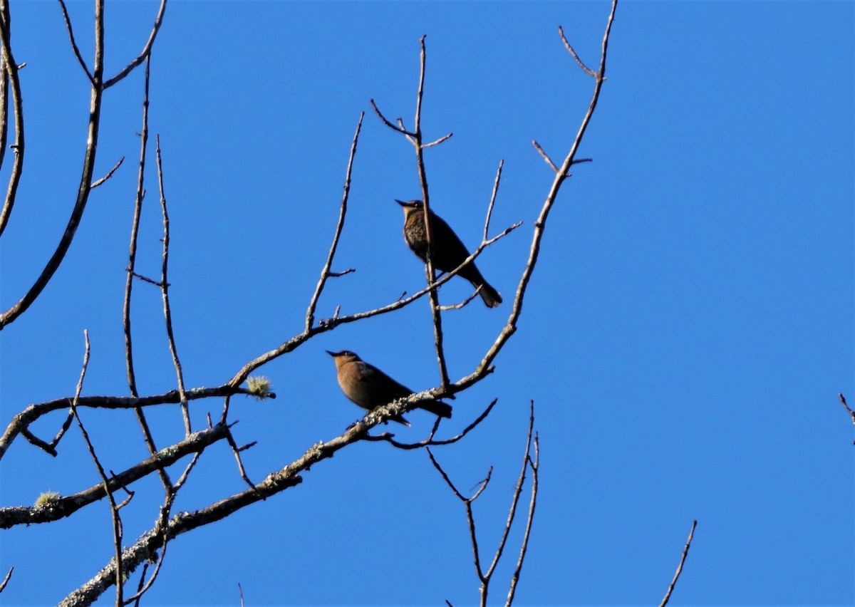 Rusty Blackbird - ML280646311