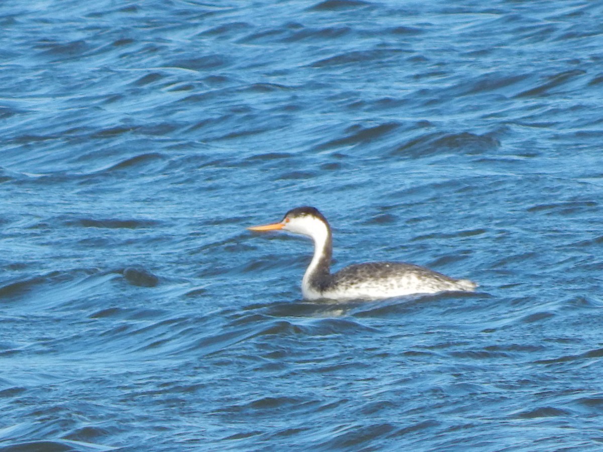 Clark's Grebe - ML280646401