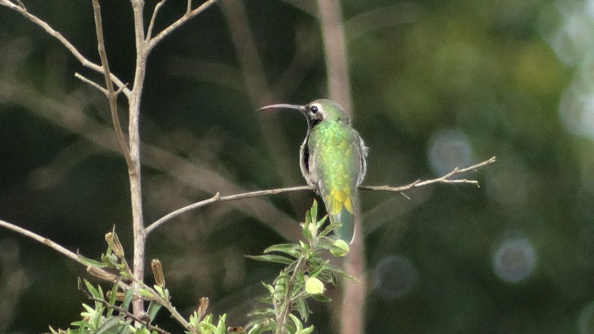 Colibrí Guainumbí - ML280646571