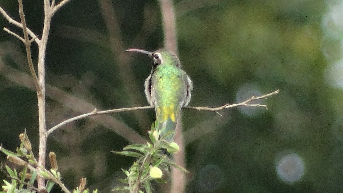 White-tailed Goldenthroat - ML280646631