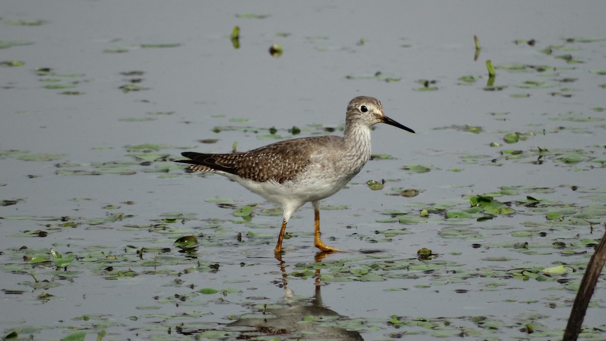Lesser Yellowlegs - ML280647031