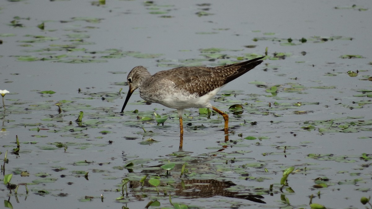 Lesser Yellowlegs - ML280647081