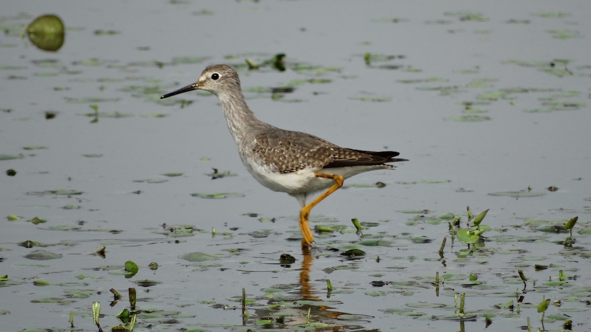 Lesser Yellowlegs - ML280647101